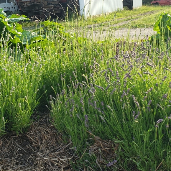 Meet your Posher, Angela - Picture 15 of 16